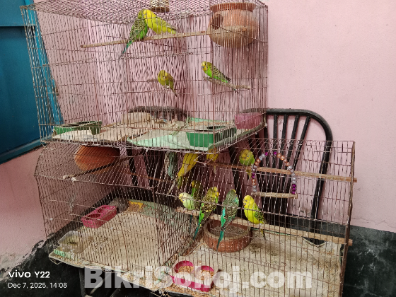 Budgie with cage